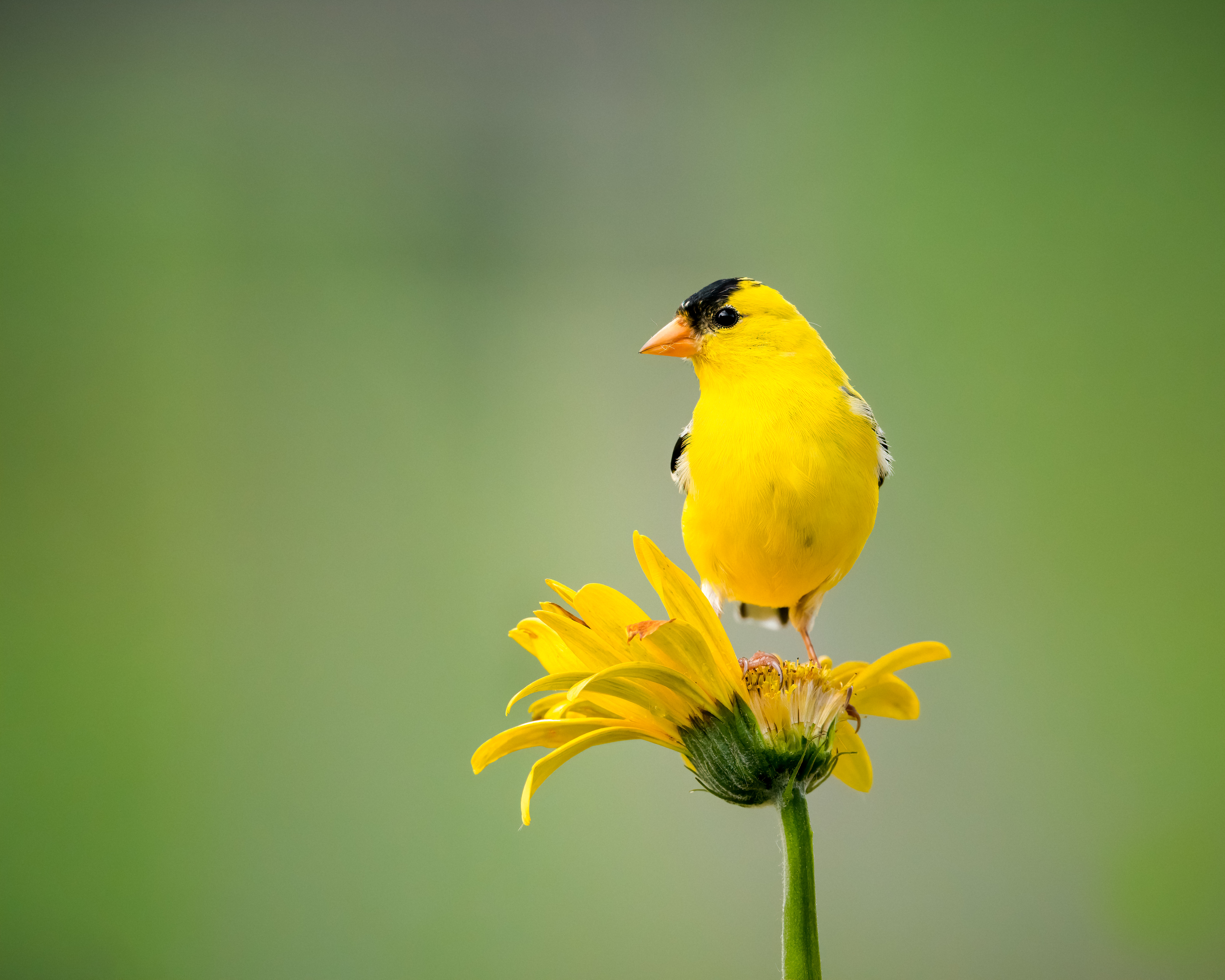 Photo of a yellow bird on a yellow flower.